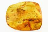 Detailed Robber Assassin Fly and Fossil Flies In Baltic Amber - Rare! #307199-1